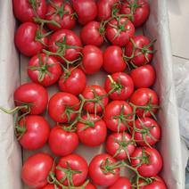 【热卖】河北精品西红柿，支持市场商超直发可视频欢迎