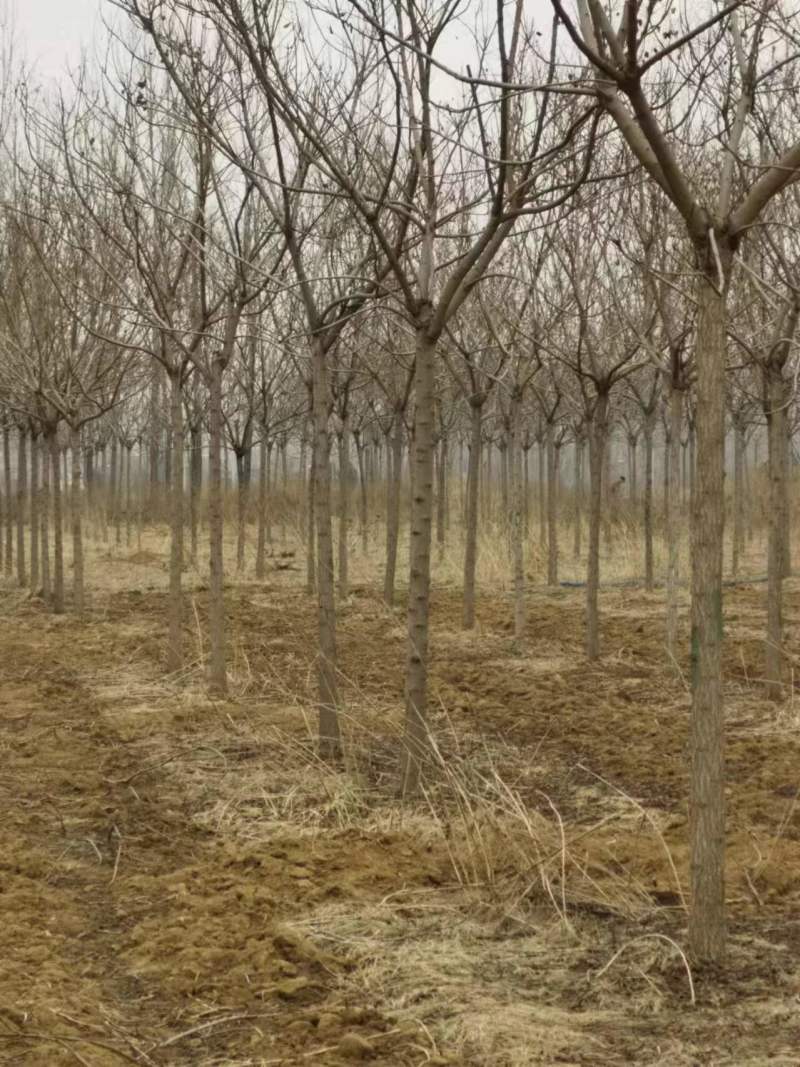 车梁木！车梁木俗称毛徕树！经济价值**！可绿化可做经济树