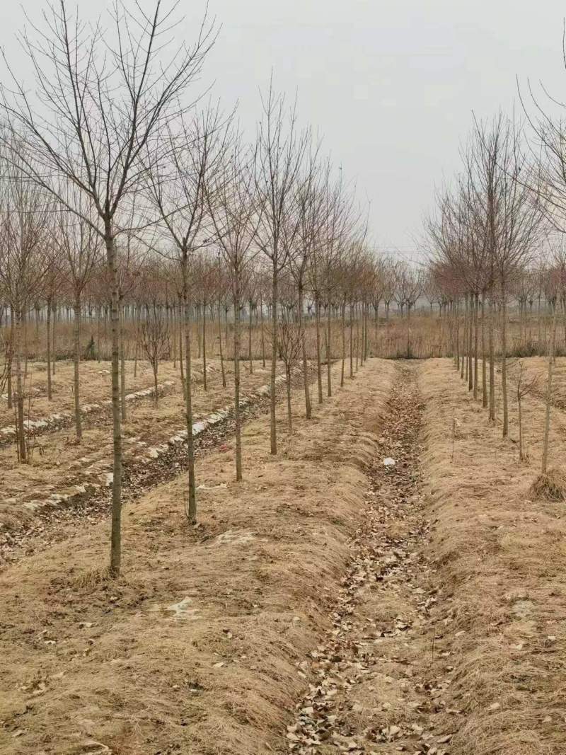 车梁木！车梁木俗称毛徕树！经济价值**！可绿化可做经济树