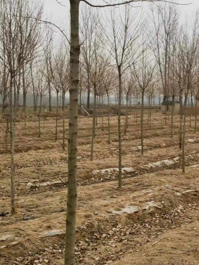 车梁木！车梁木俗称毛徕树！经济价值**！可绿化可做经济树