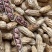 七彩花生带壳20元一公斤量大价优可以长期合作