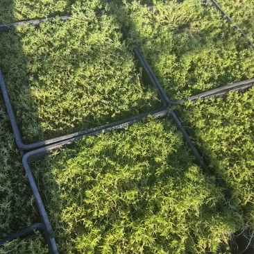 佛甲草盘出