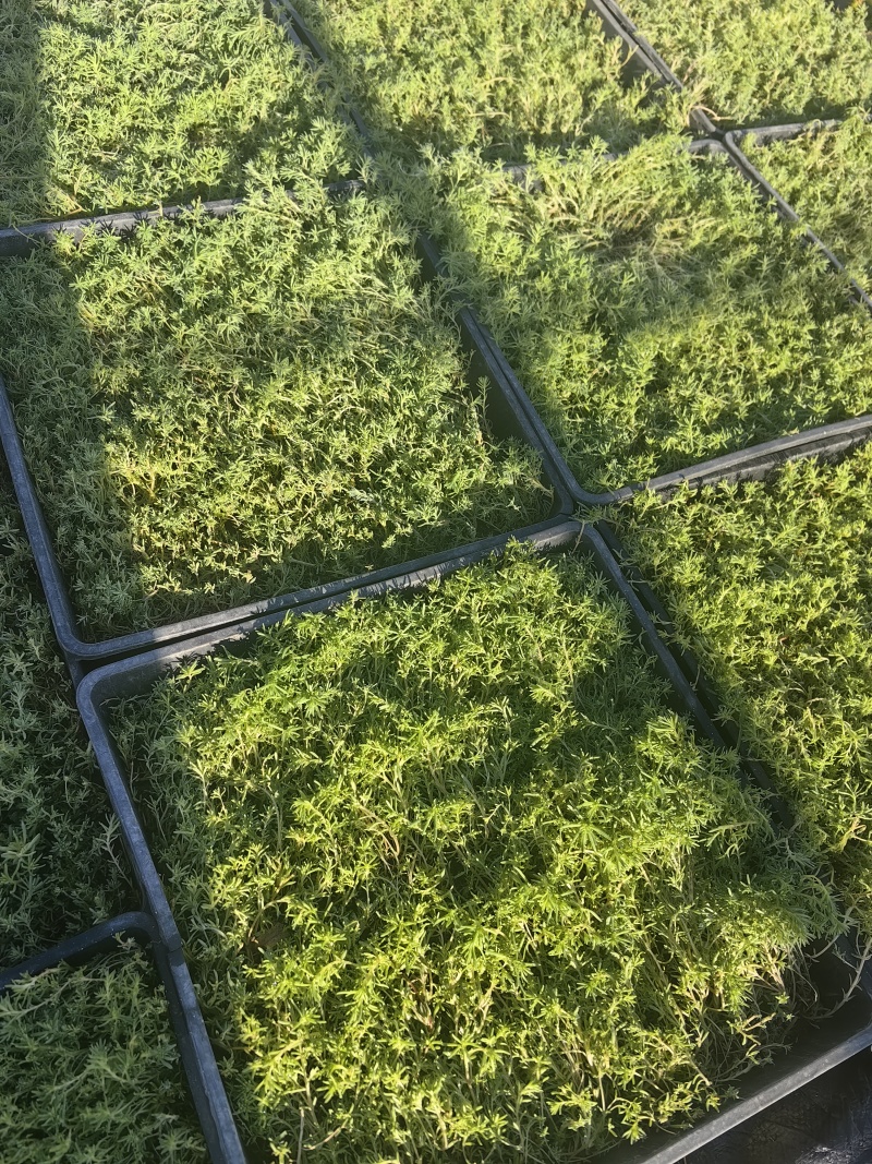 佛甲草盘出
