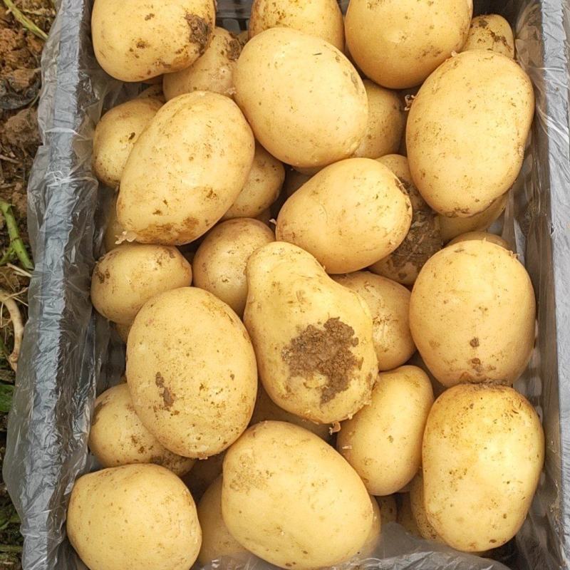 【基地好货】实验1，沃土土豆品种齐全大吨位供应市场