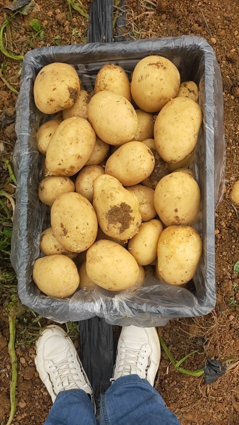 【基地好货】实验1，沃土土豆品种齐全大吨位供应市场