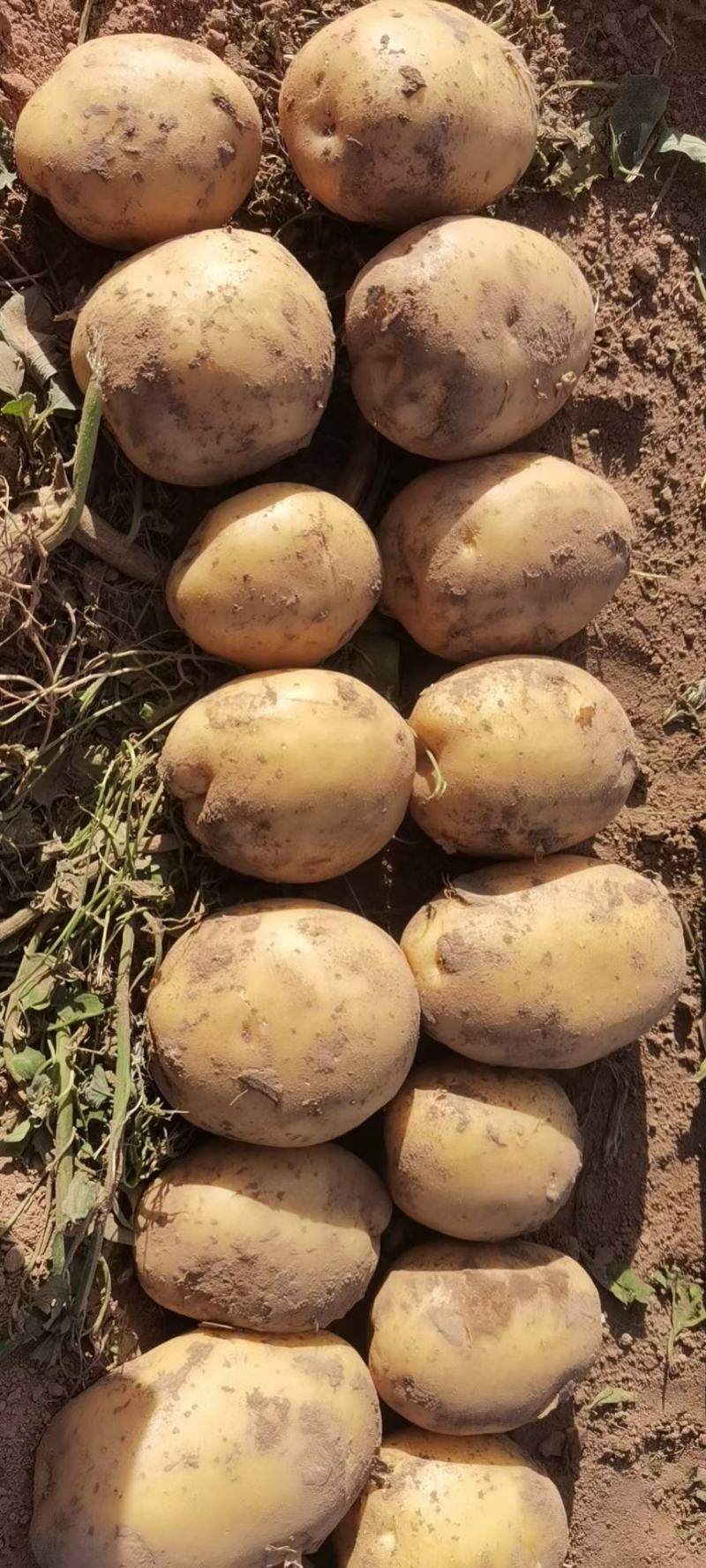 【基地好货】实验1，沃土土豆品种齐全大吨位供应市场