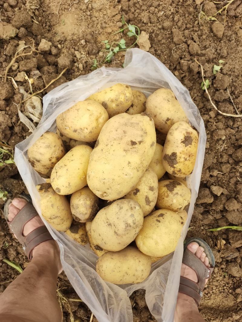 【基地好货】实验1，沃土土豆品种齐全大吨位供应市场