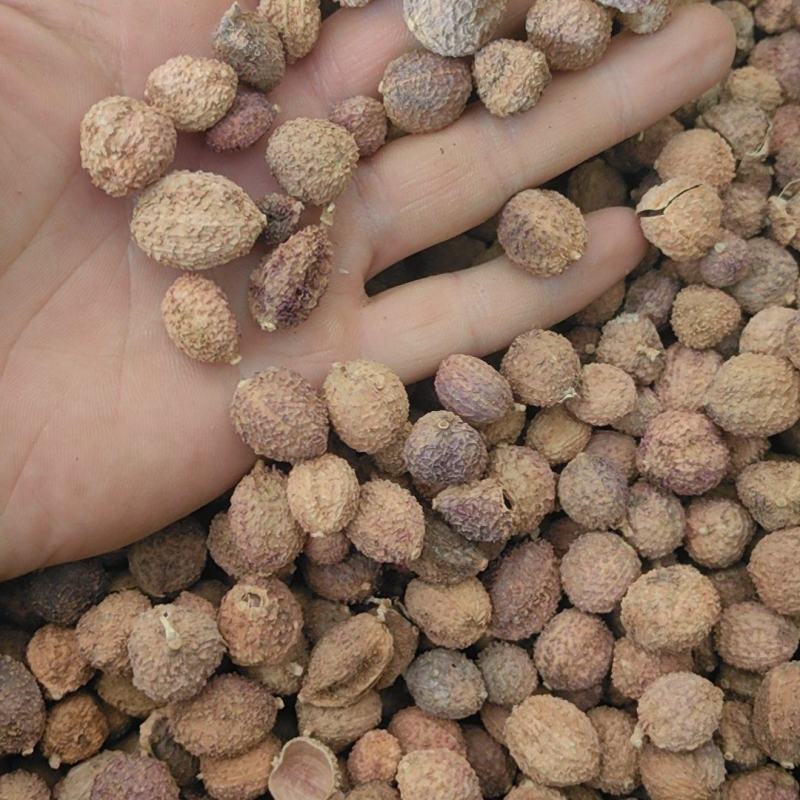 国产砂仁阳春砂仁精品药材万信药业只做保真药材