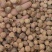 国产砂仁阳春砂仁精品药材万信药业只做保真药材