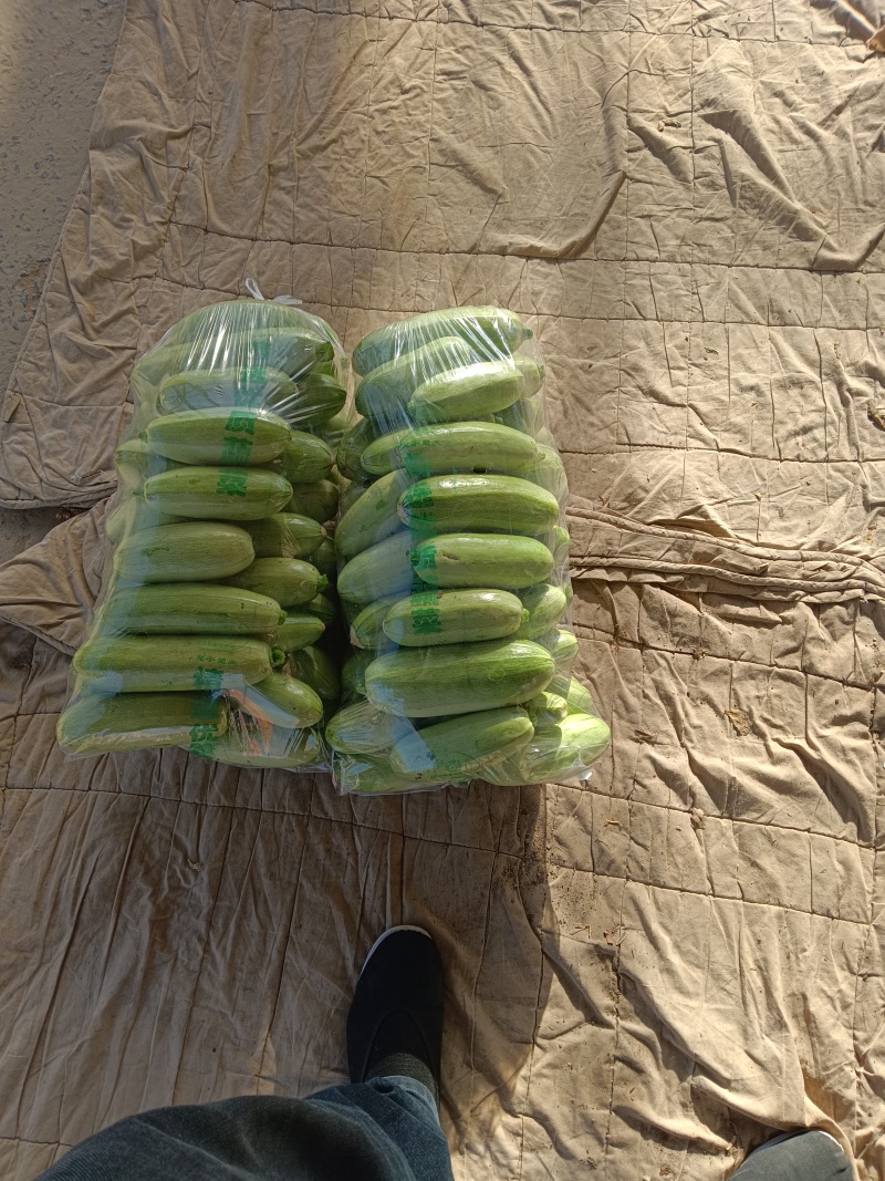 精品西葫芦河北邯郸产地直发全国发货量大从优绿皮西葫芦！