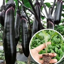 茄子秧苗紫长茄子苗子，蔬菜苗子批发，茄子苗子，长茄子