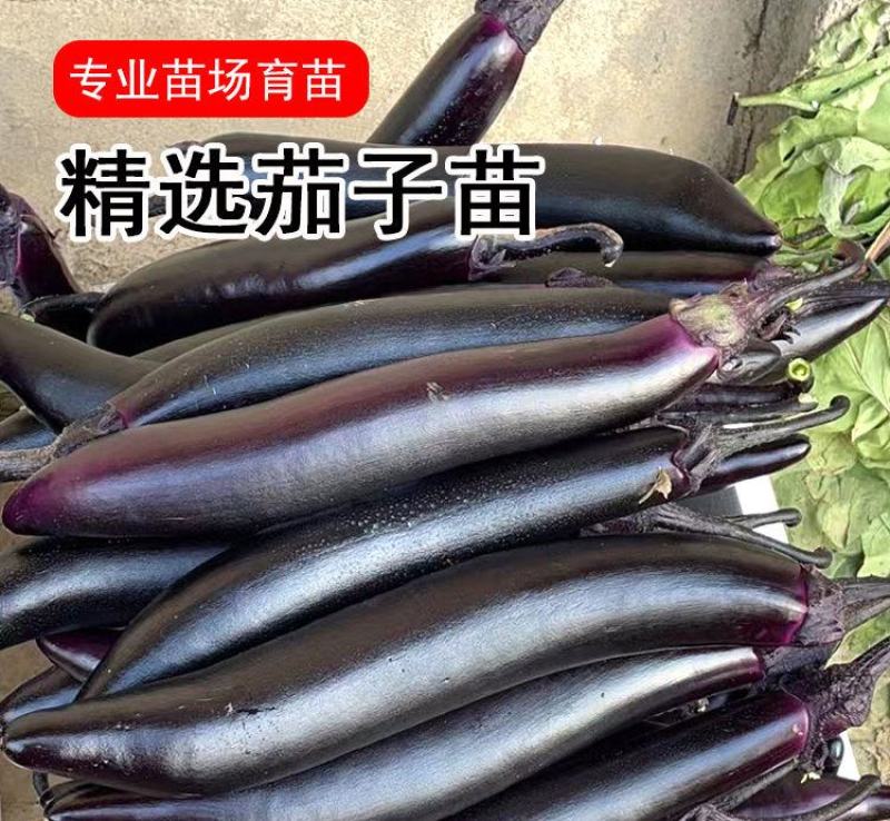 茄子秧苗紫长茄子苗子，蔬菜苗子批发，茄子苗子，长茄子