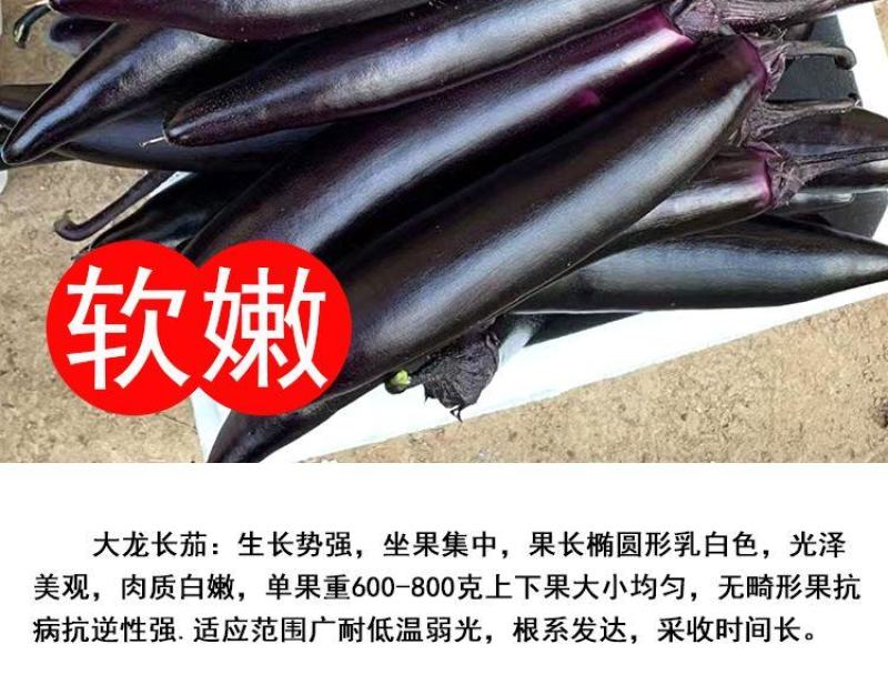 茄子秧苗紫长茄子苗子，蔬菜苗子批发，茄子苗子，长茄子