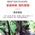 茄子秧苗紫长茄子苗子，蔬菜苗子批发，茄子苗子，长茄子
