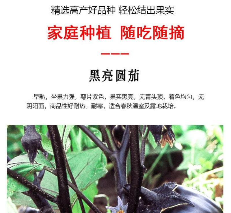 茄子秧苗紫长茄子苗子，蔬菜苗子批发，茄子苗子，长茄子