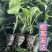 茄子秧苗紫长茄子苗子，蔬菜苗子批发，茄子苗子，长茄子