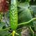 密刺黑油亮绿瓤优质黄瓜苗产量高早春越夏现苗直发品种优