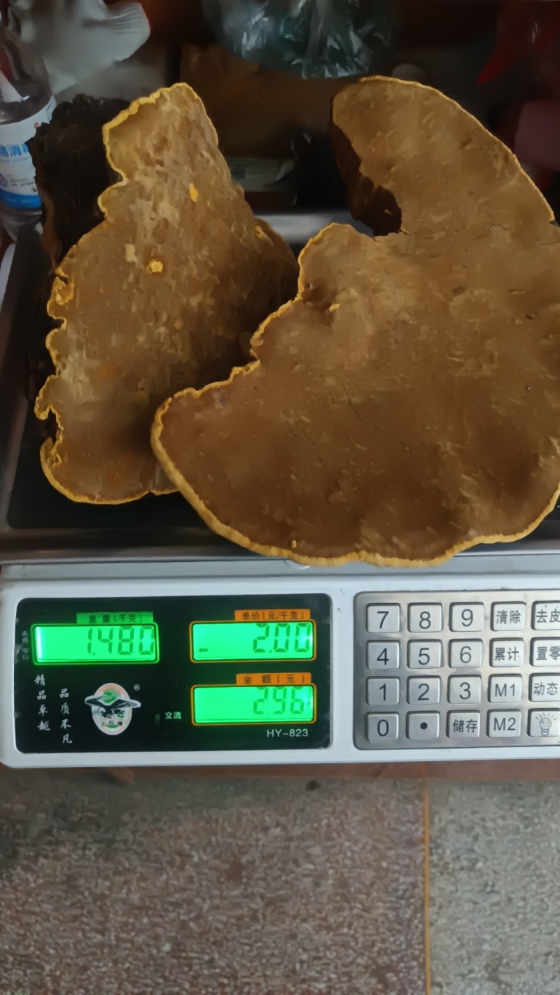 野生桑树桑黄，自然生长在原始森林的真菌，桑黄