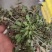 山东野生荠菜大量上市当天挖当天发货保证质量