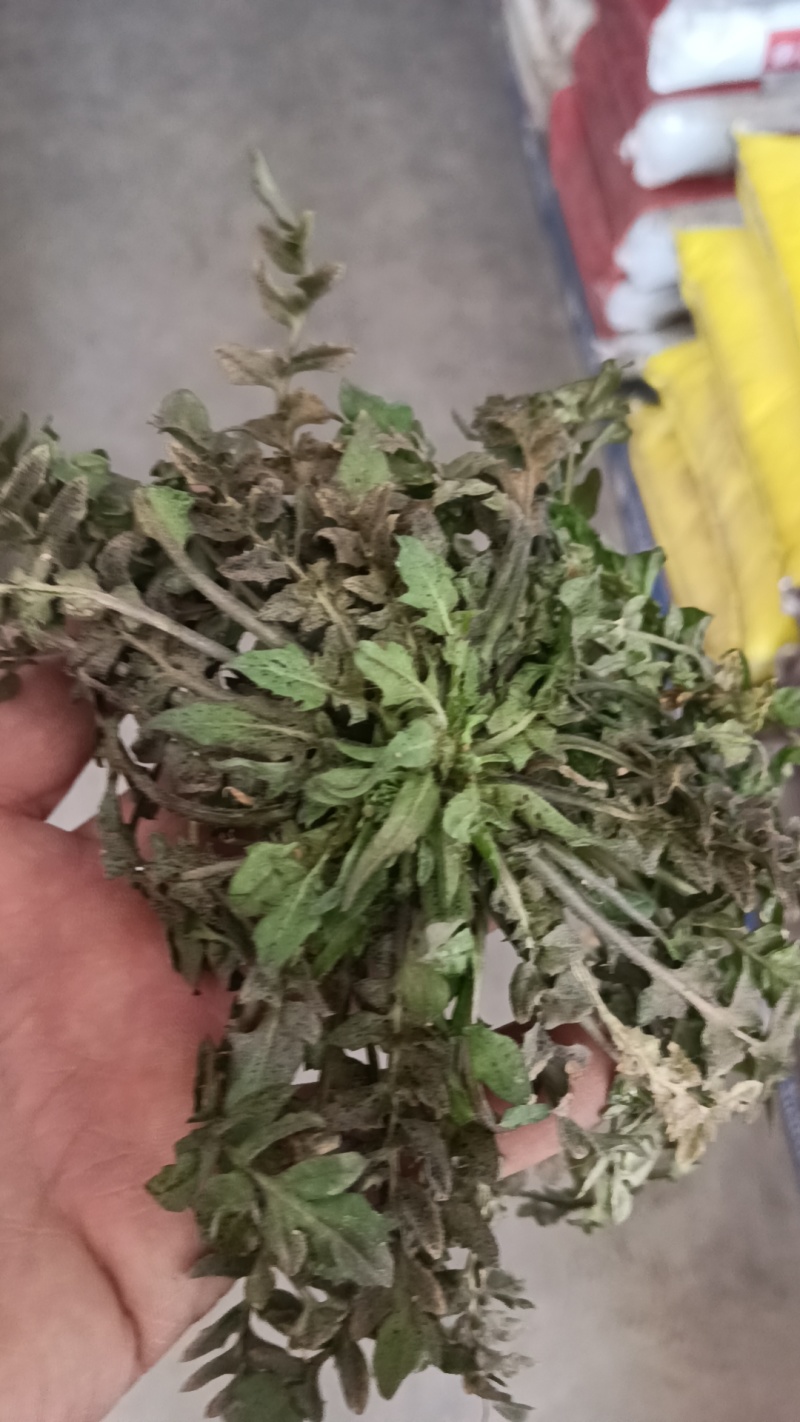 山东野生荠菜大量上市当天挖当天发货保证质量