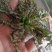 山东野生荠菜大量上市当天挖当天发货保证质量