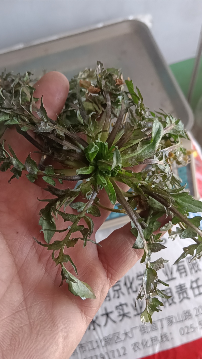 山东野生荠菜大量上市当天挖当天发货保证质量