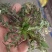 山东野生荠菜大量上市当天挖当天发货保证质量