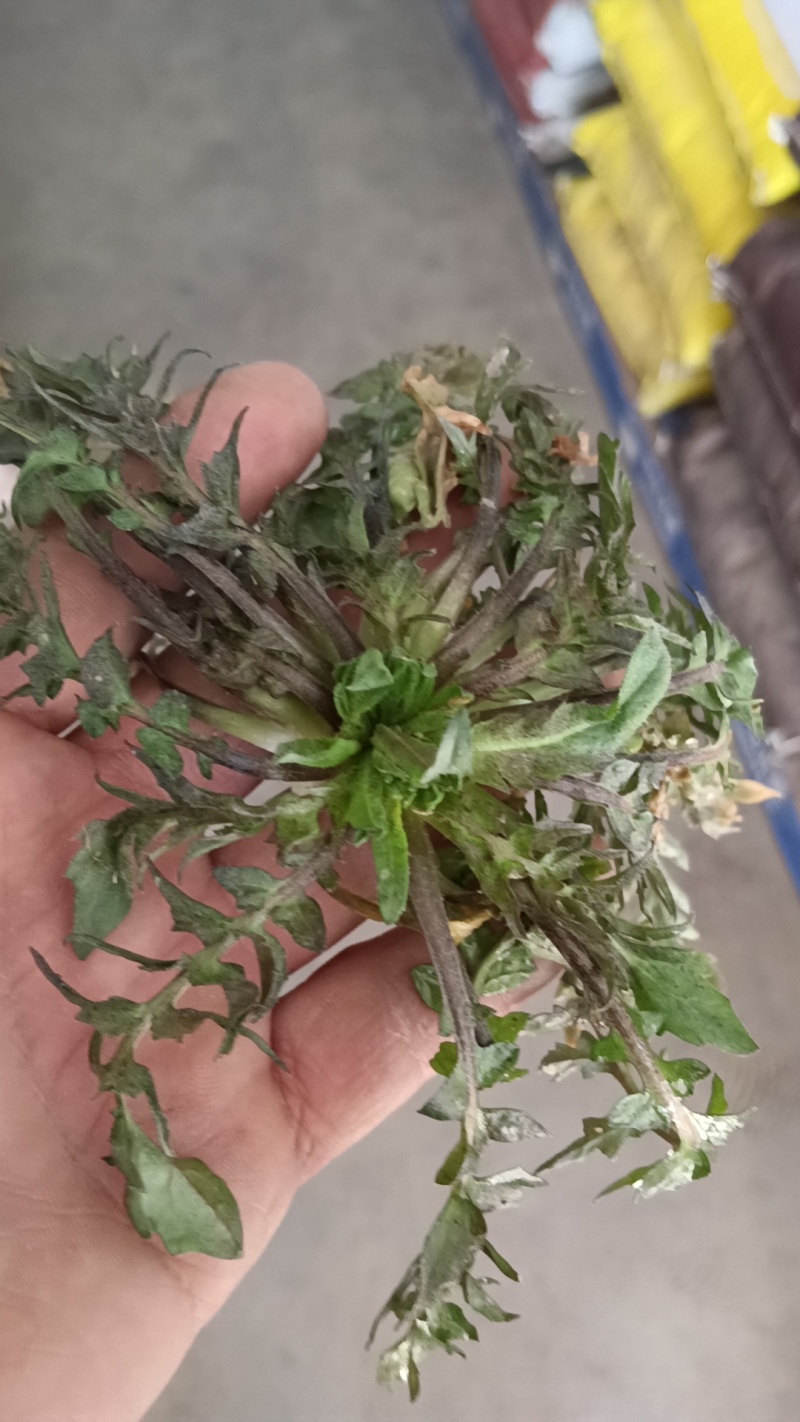 山东野生荠菜大量上市当天挖当天发货保证质量