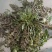 山东野生荠菜大量上市当天挖当天发货保证质量