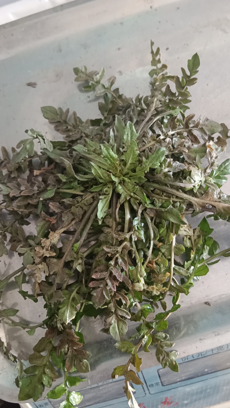 山东野生荠菜大量上市当天挖当天发货保证质量