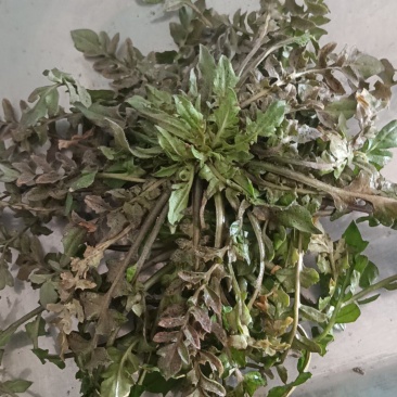 山东野生荠菜大量上市当天挖当天发货保证质量