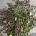 山东野生荠菜大量上市当天挖当天发货保证质量