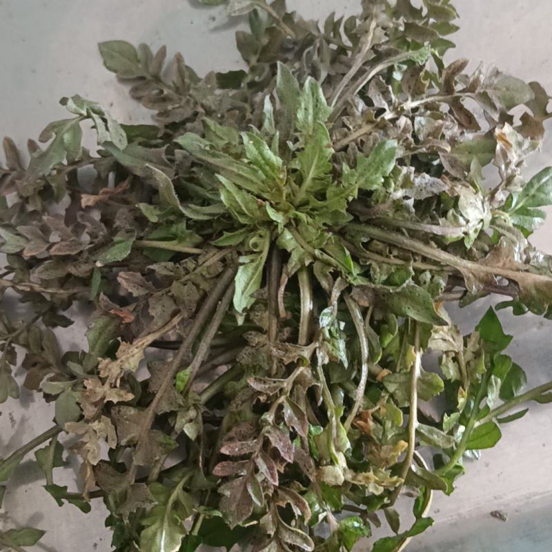 山东野生荠菜大量上市当天挖当天发货保证质量