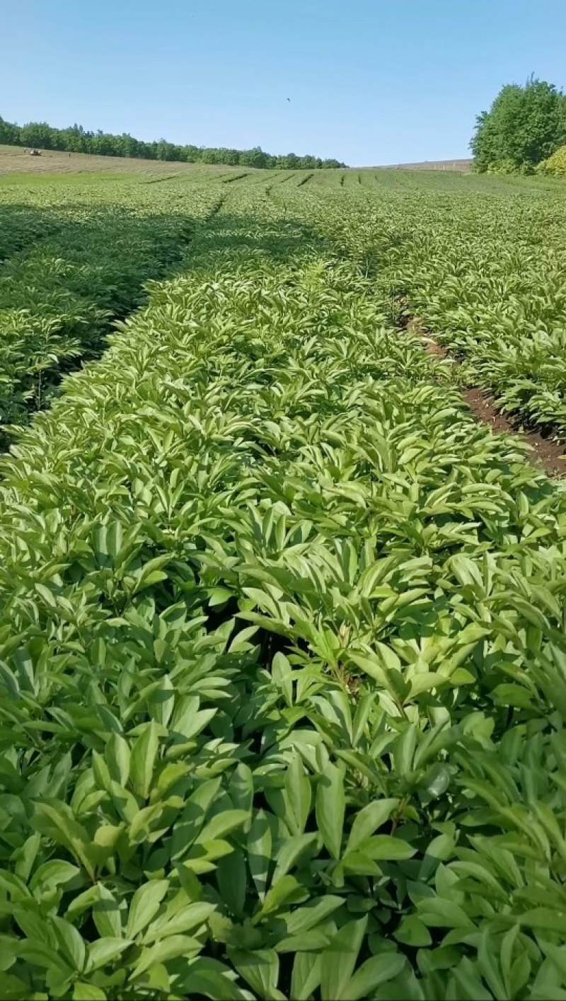 二年赤芍苗白花单片