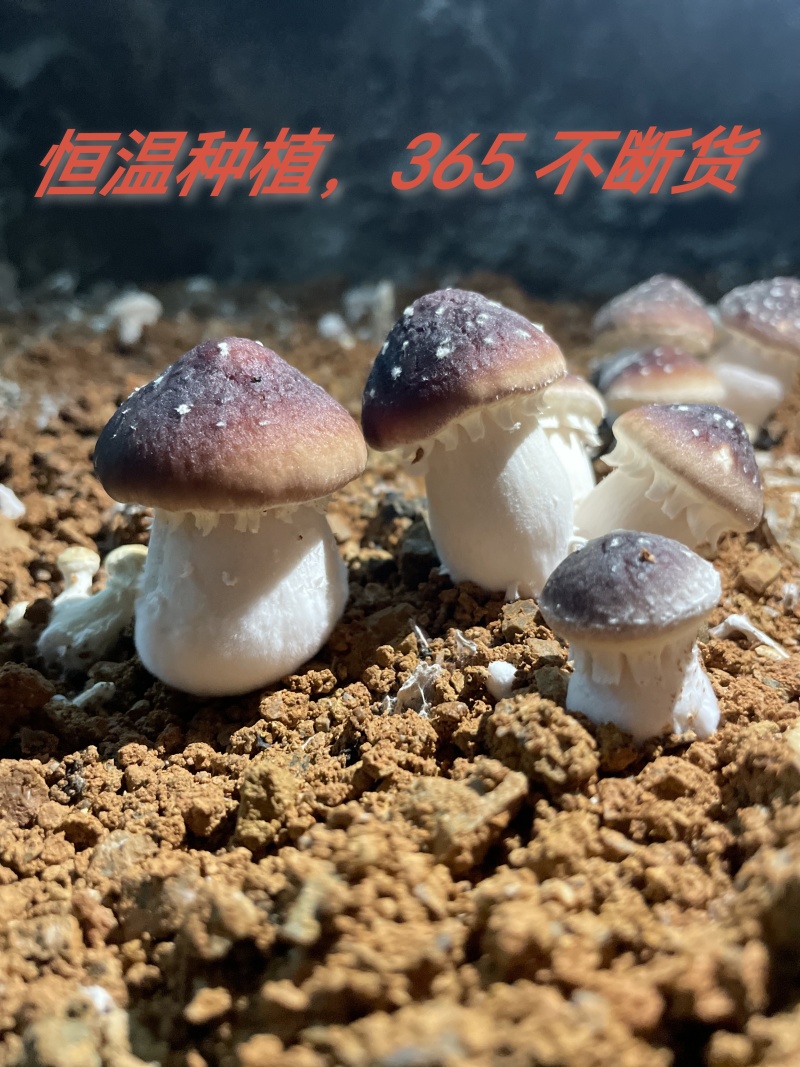 冻赤松茸