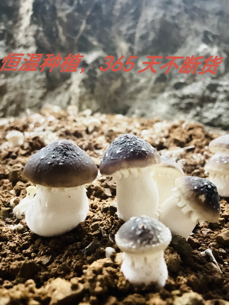 冻赤松茸