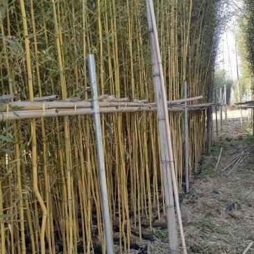 金镶玉竹