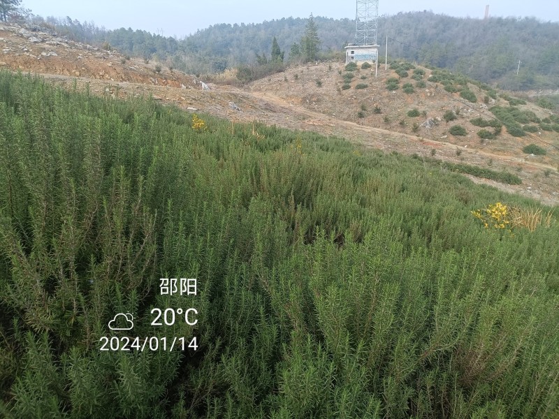 迷迭香鲜枝条