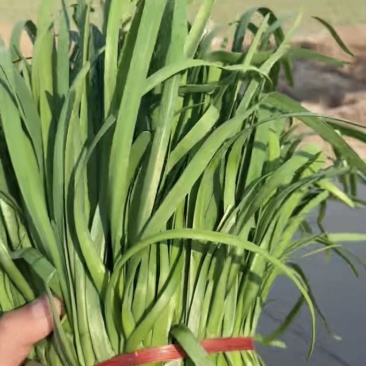 头茬二茬加工厂大量供应
