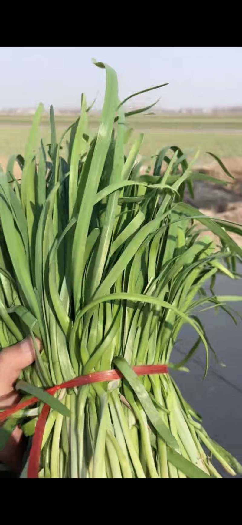 头茬二茬加工厂大量供应