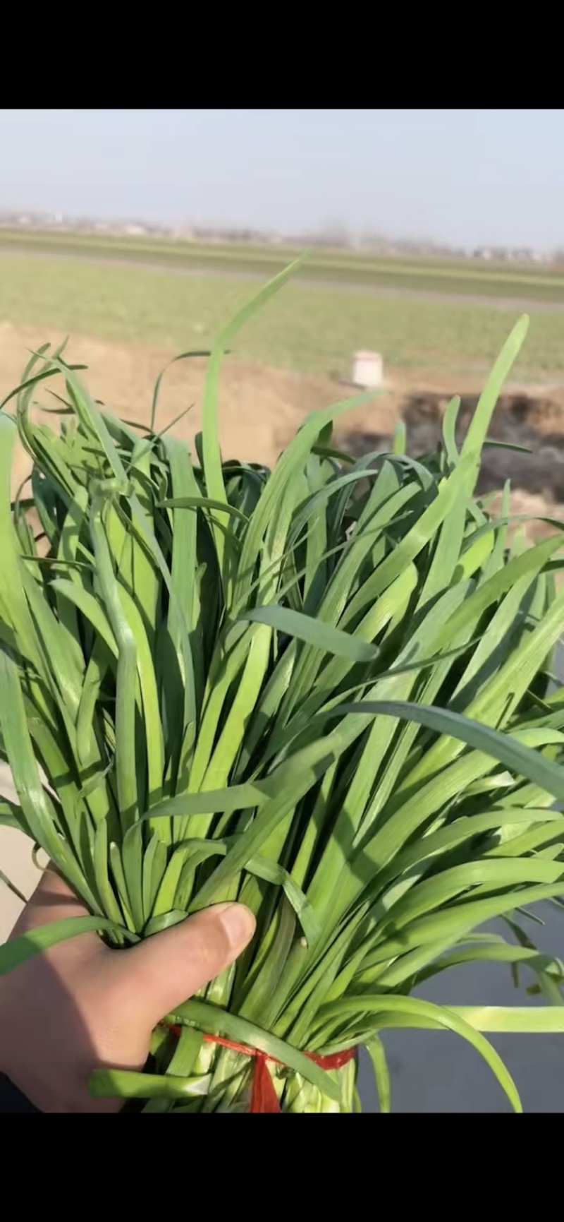 头茬二茬加工厂大量供应