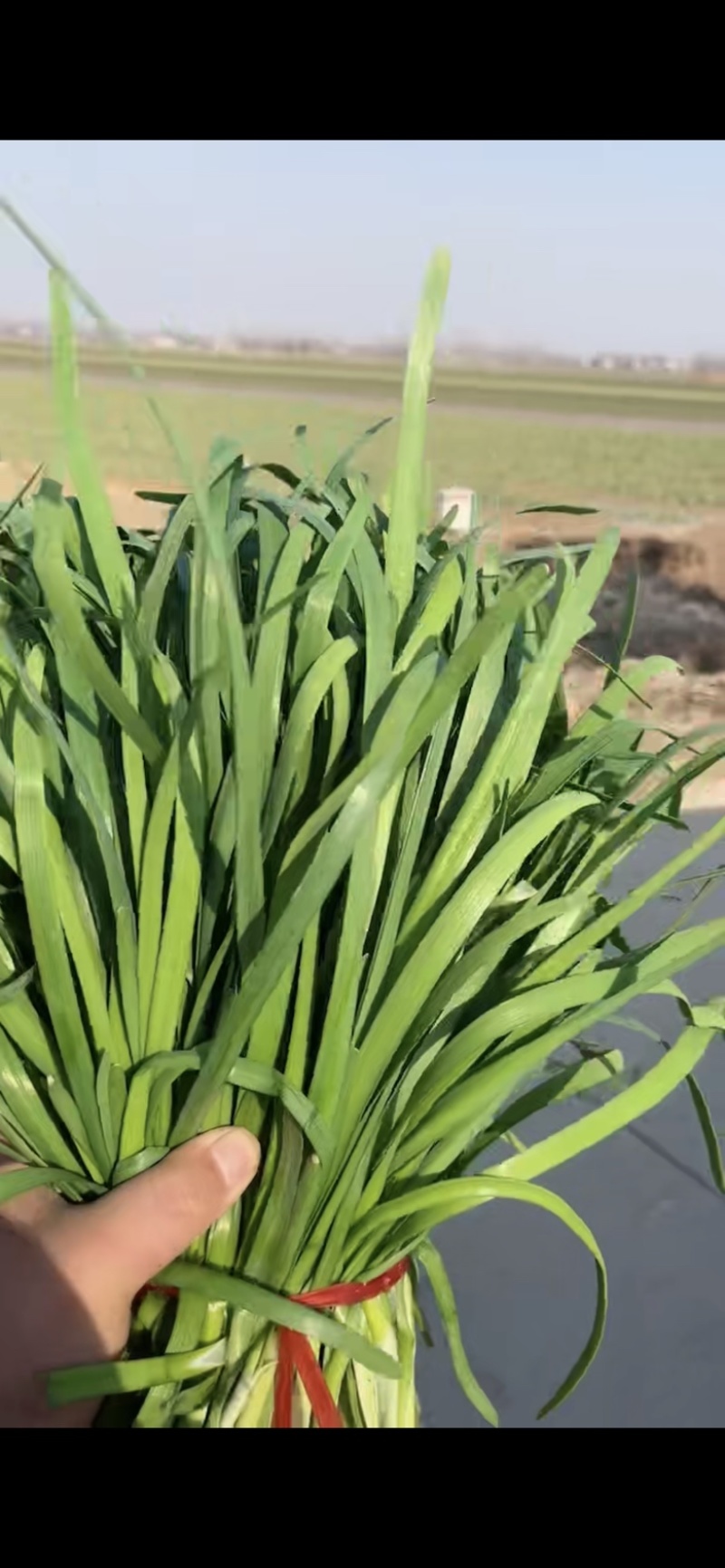 头茬二茬加工厂大量供应