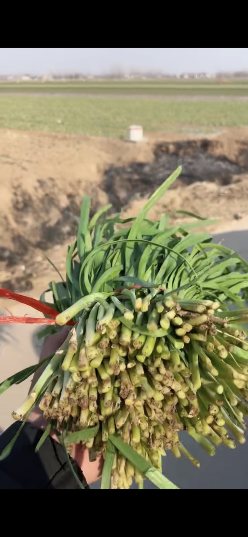 头茬二茬加工厂大量供应