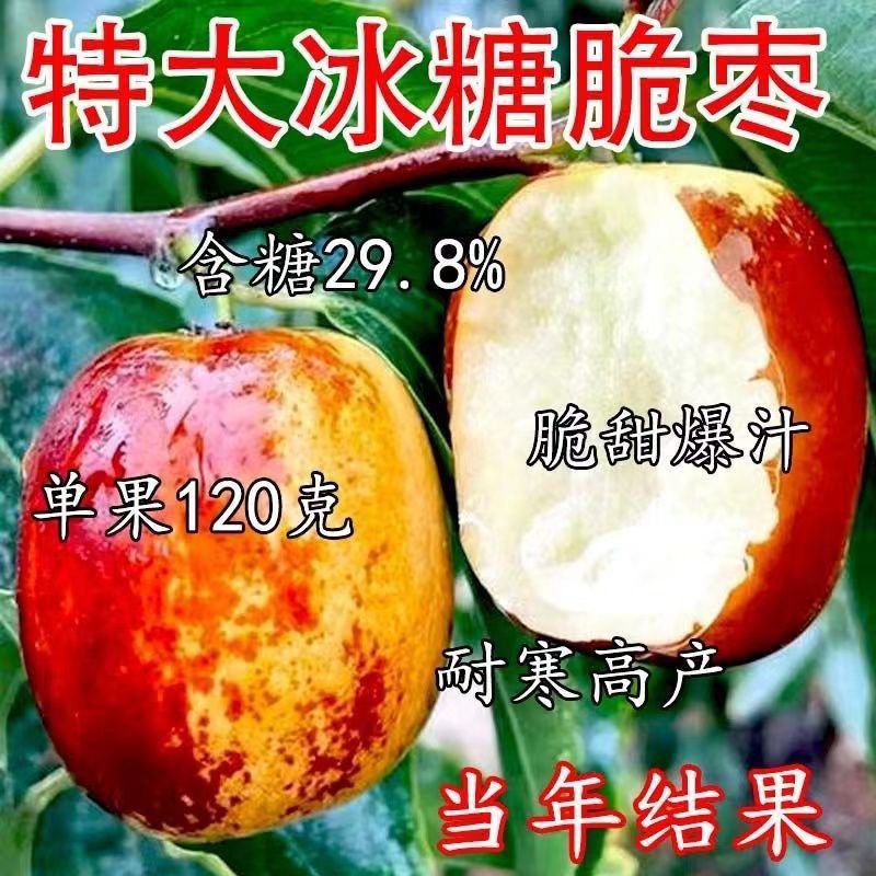 冰糖脆枣苗冬枣树苗沾化冬枣树苗冬枣三代树苗南方北方种植