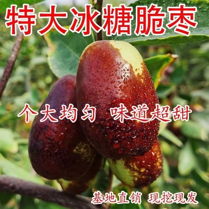 冰糖脆枣苗冬枣树苗沾化冬枣树苗冬枣三代树苗南方北方种植