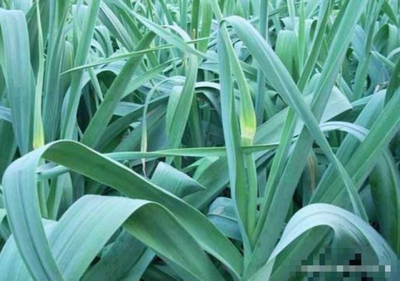 【促销】蒜苔白帽蒜苔产地一手基地直发生态种植基地