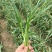 【促销】蒜苔白帽蒜苔产地一手基地直发生态种植基地