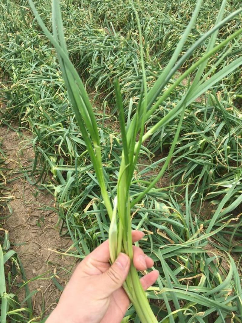 【促销】蒜苔白帽蒜苔产地一手基地直发生态种植基地