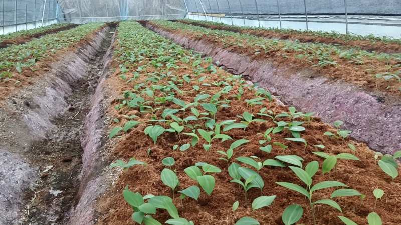 黄精苗3年露天块茎练化苗饼状生长产量高含量高