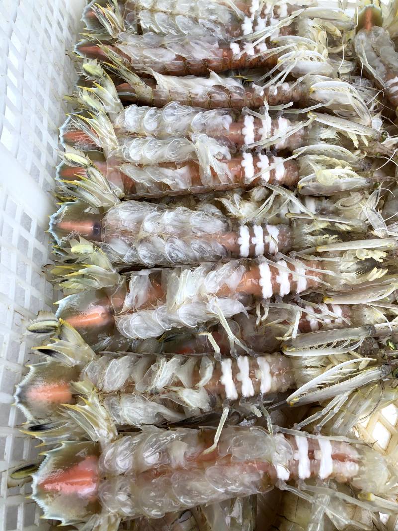 皮皮虾（糕虾）